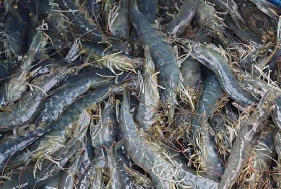 Phát triển vùng nuôi hải sản, nâng cao thu nhập cho người dân ven biển