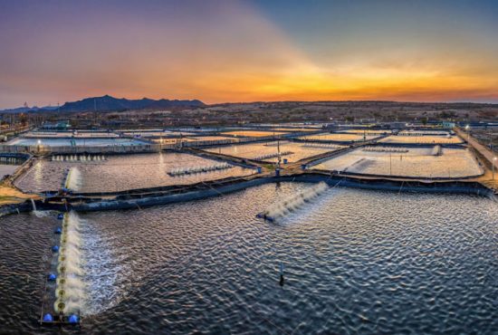 Triển Vọng Tươi Sáng Của Ngành Tôm Giai Đoạn 2026–2034