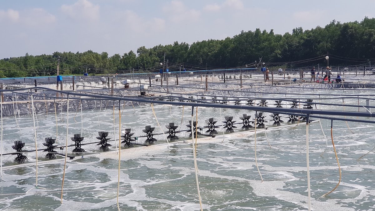 Vĩnh Long bứt phá với định hướng phát triển thủy sản công nghệ cao 