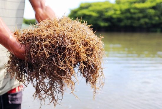 Trồng rong biển trong ao nuôi tôm: Giải pháp sinh thái nâng cao chất lượng môi trường và gia tăng thêm 60 triệu đồng mỗi năm 