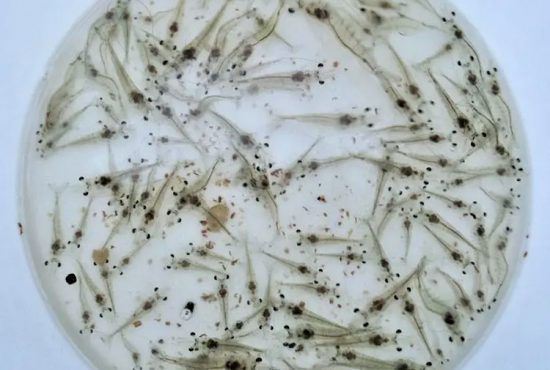 Cà Mau siết chặt kiểm soát tôm giống, giảm rủi ro dịch bệnh từ đầu vụ nuôi