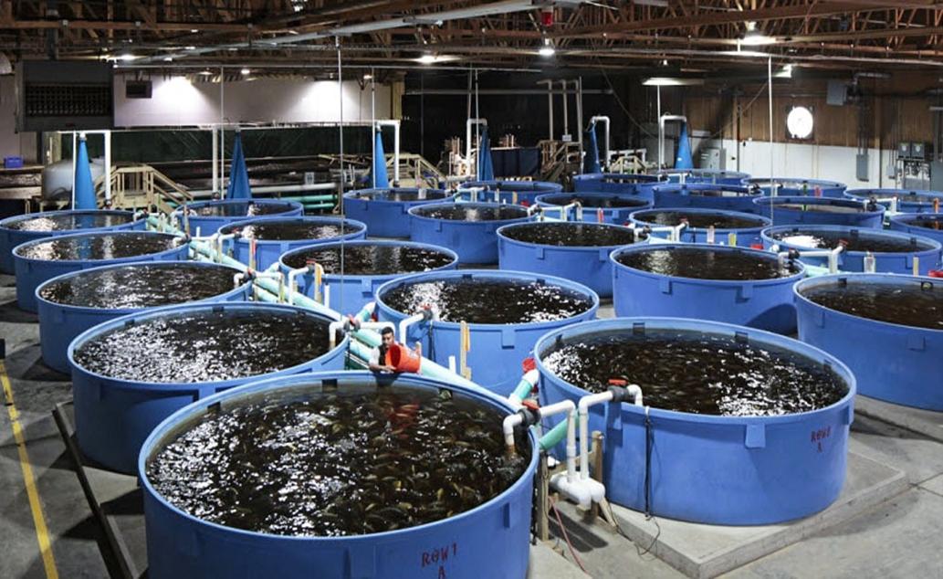 MỞ RỘNG MÔ HÌNH RAS, HƯỚNG TỚI NUÔI THỦY SẢN BỀN VỮNG