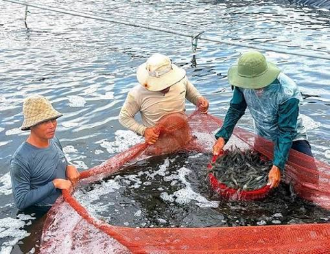 Cà Mau: Sản lượng tôm 9 tháng vượt 454.000 tấn, vùng nuôi đạt 417.800 ha