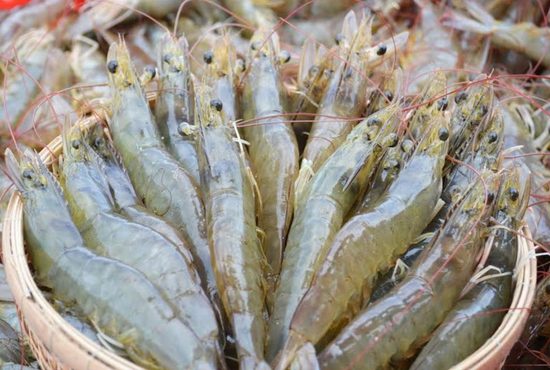 NGUỒN TÔM CUỐI NĂM: CƠ HỘI TĂNG TRƯỞNG ĐI KÈM THÁCH THỨC CUNG ỨNG